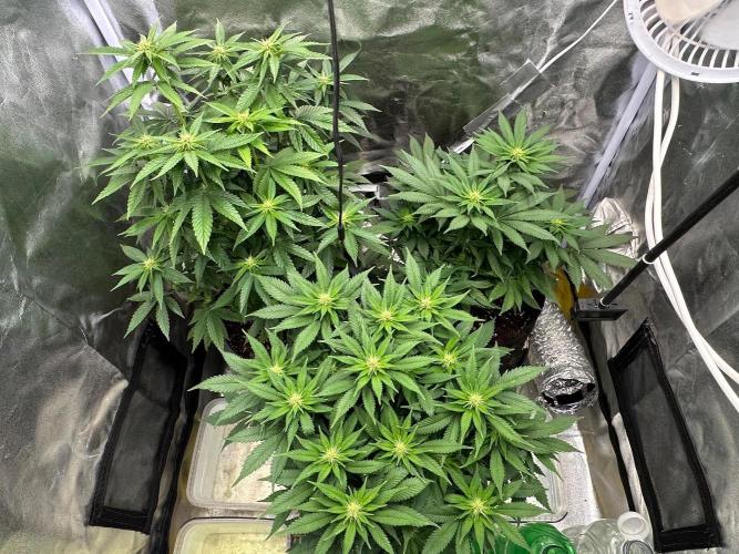 3 kytky 🇨🇿. Week 3