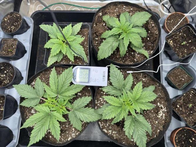 Apple Strudel & Grape Cookies. Week 3