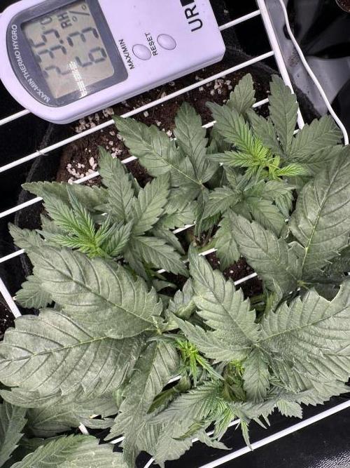 Apple Strudel & Grape Cookies. Week 4