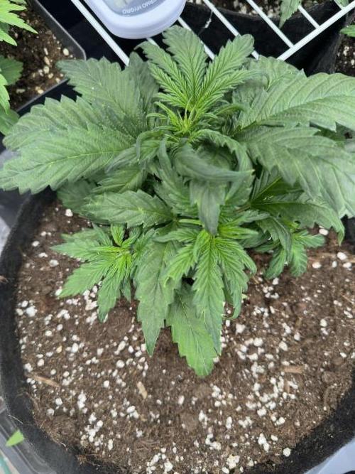 Apple Strudel & Grape Cookies. Week 4