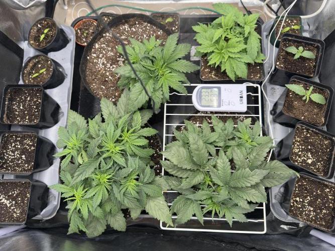 Apple Strudel & Grape Cookies. Week 4