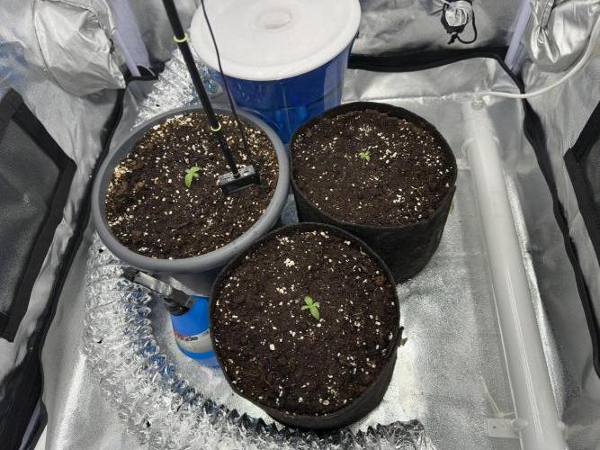 3 kytky. Week 1