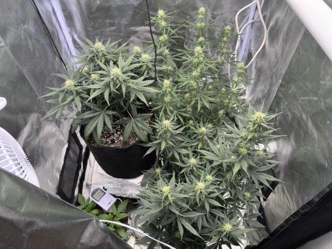 Apple Strudel & Grape Cookies. Week 7