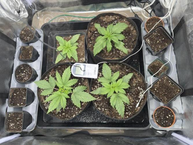 Apple Strudel & Grape Cookies. Week 2