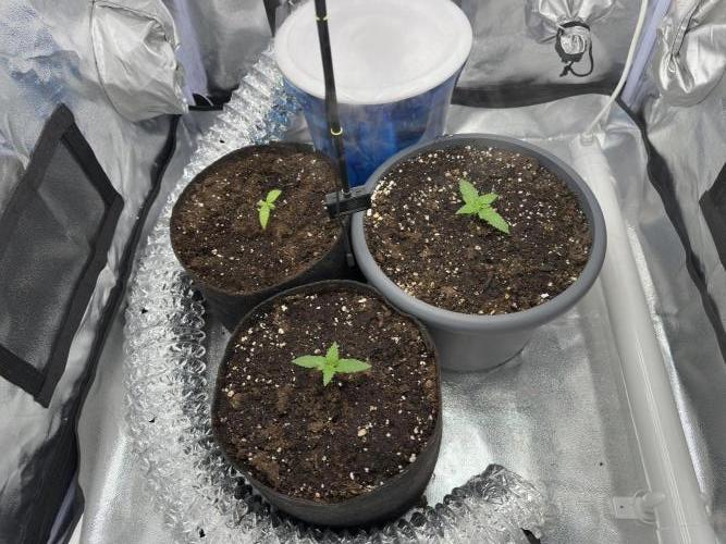2 kytky. Week 2