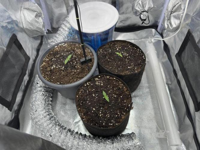 3 kytky. Week 1