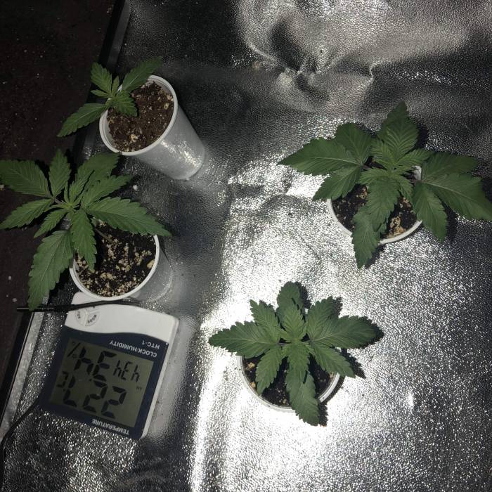 ls grow. Week 3