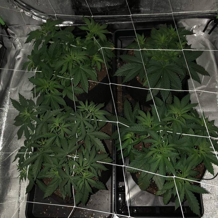 ls grow. Week 5