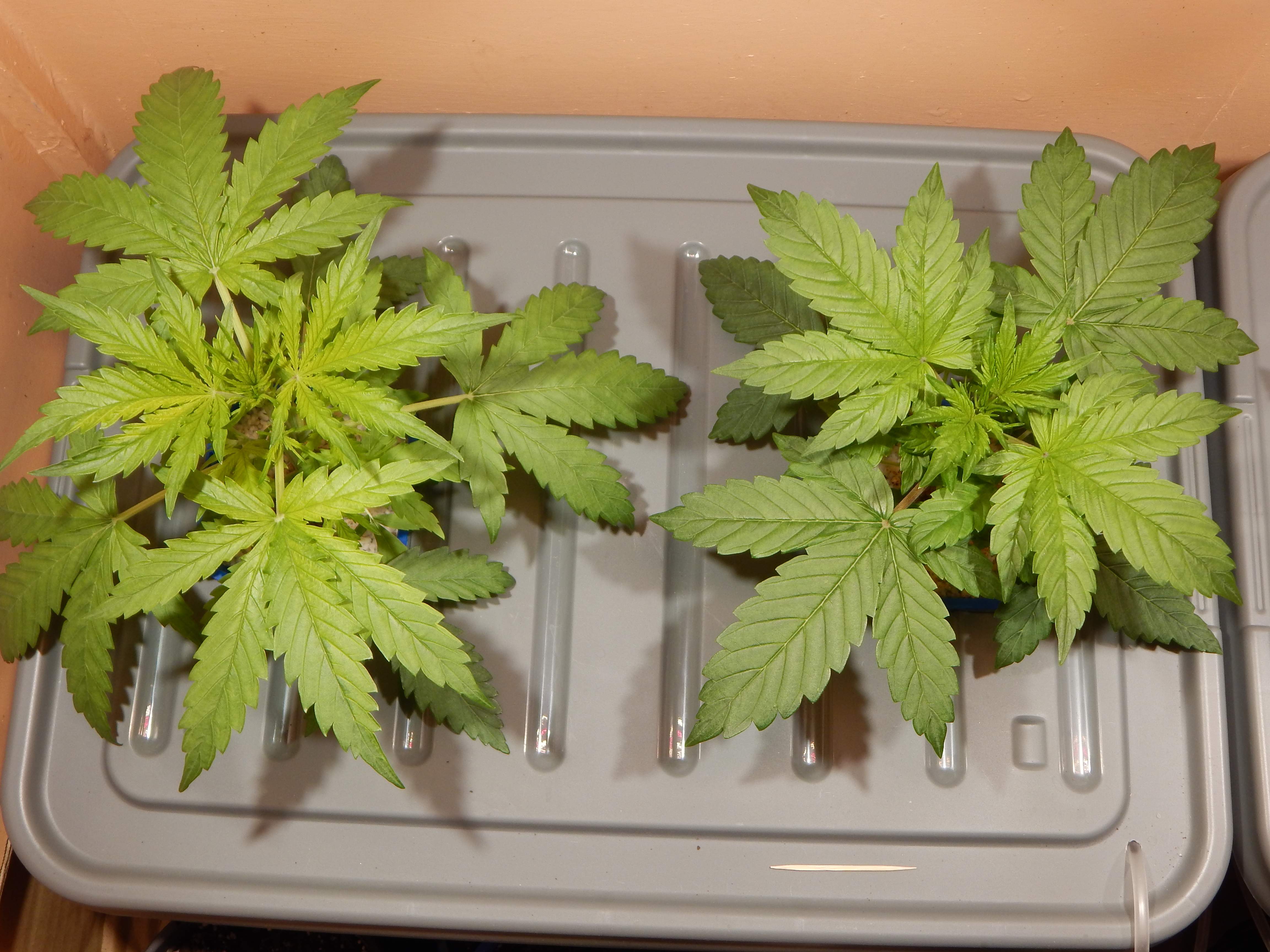 ILGM Gorilla Glue Autoflower grow diary (journal) week2 by Ned_Grows