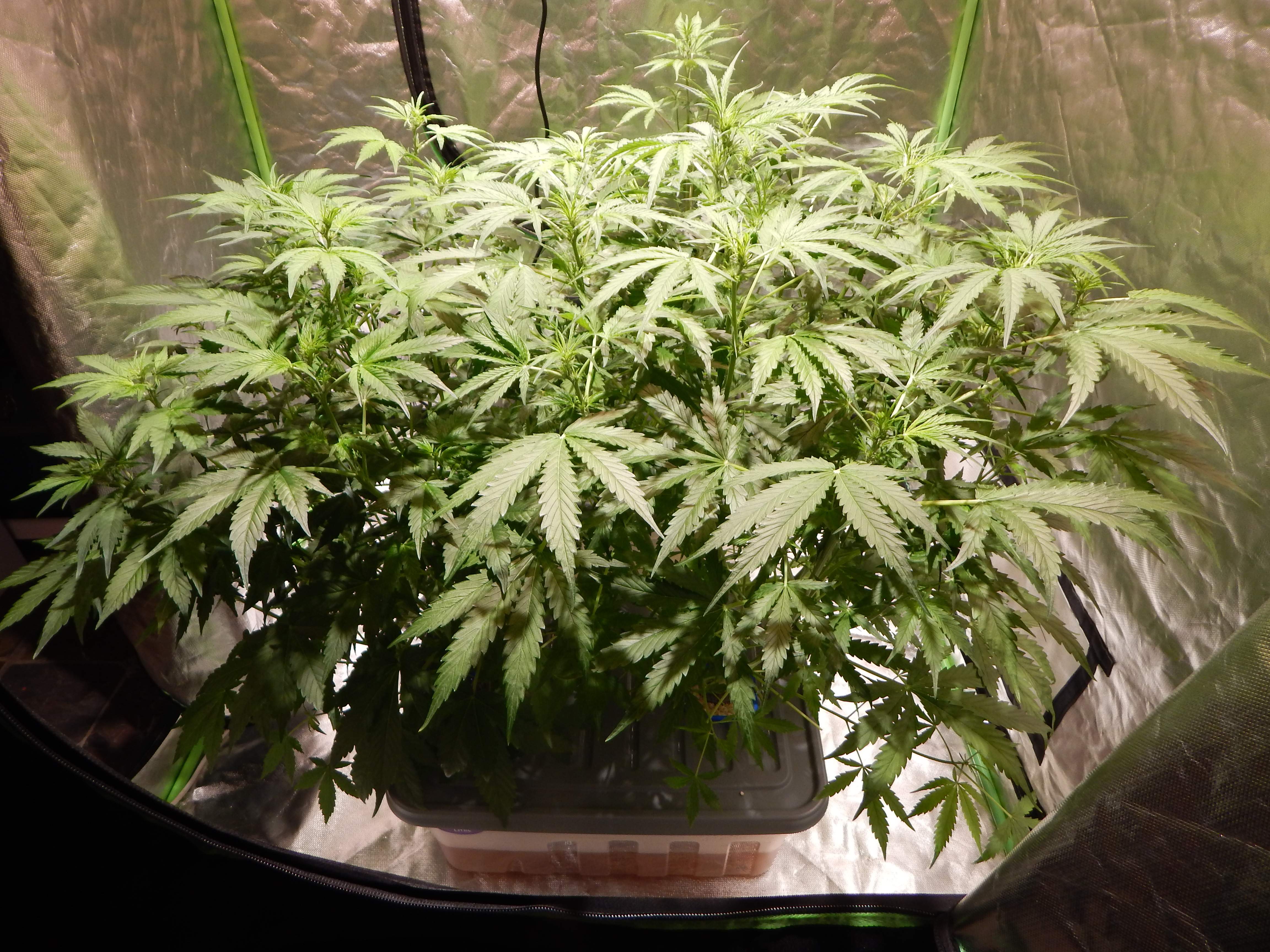 ILGM Gorilla Glue Autoflower grow diary (journal) week5 by Ned_Grows