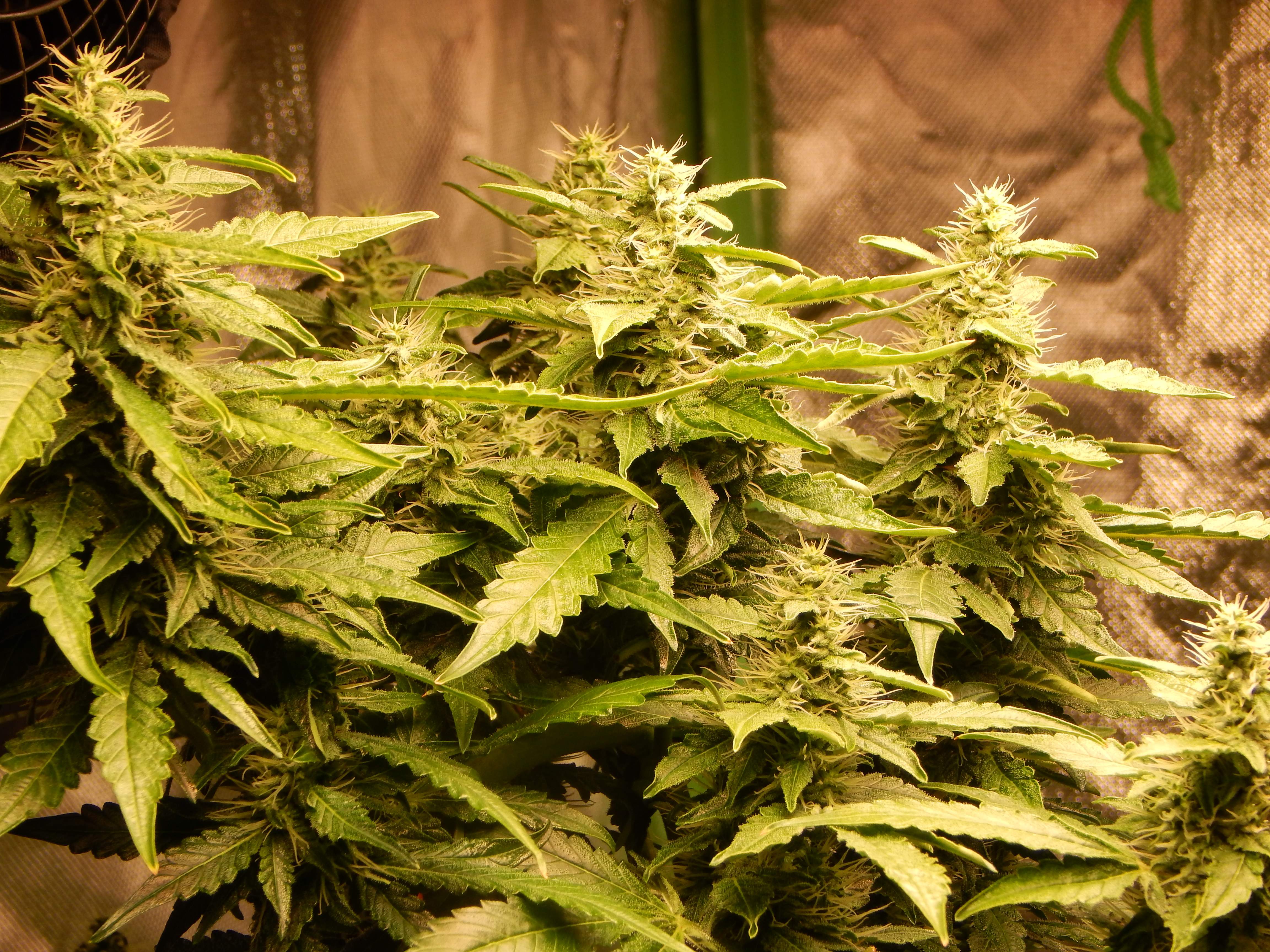 ILGM Jack Herer Autoflower grow journal week9 by Ned_Grows GrowDiaries