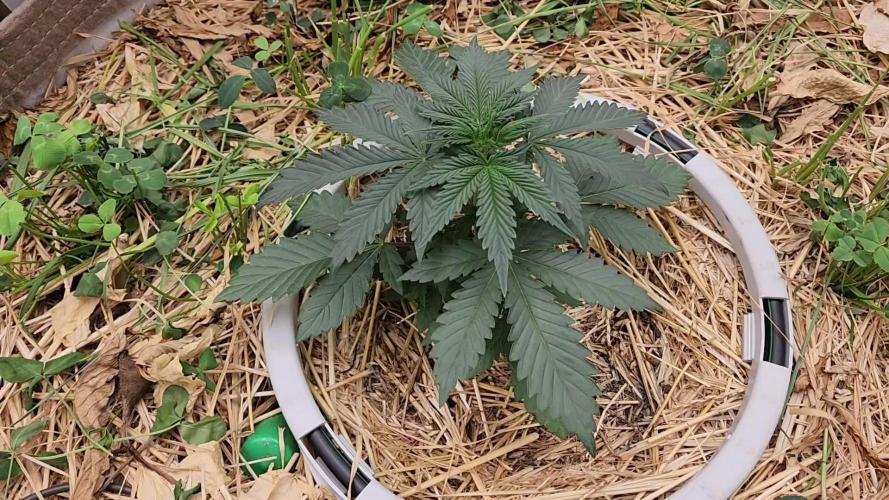 Heady OG BX1 - Mendo Dope - Fabric Pots Scrog