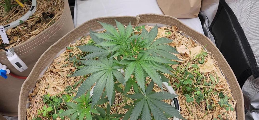 Heady OG BX1 - Mendo Dope - Fabric Pots Scrog