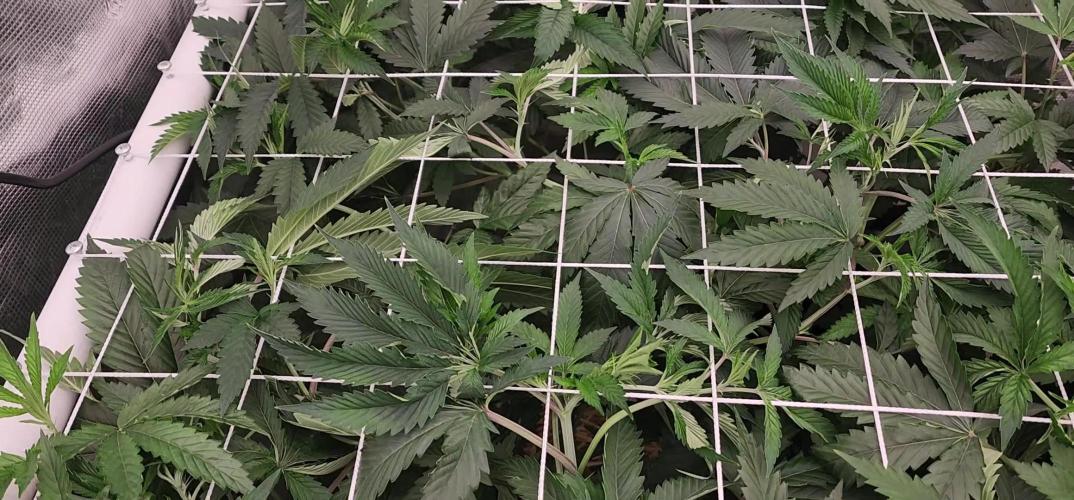 Heady OG BX1 - Mendo Dope - Fabric Pots Scrog