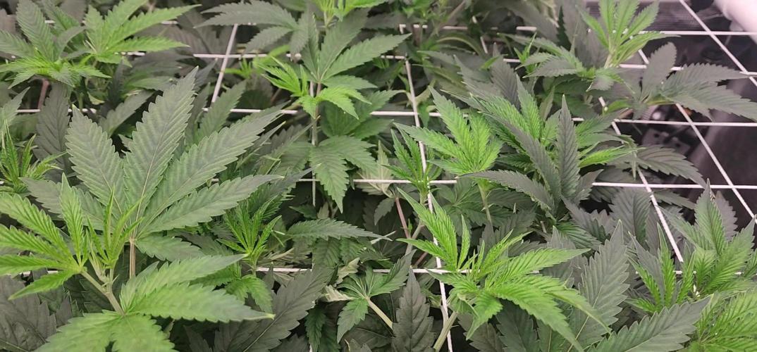 Heady OG BX1 - Mendo Dope - Fabric Pots Scrog
