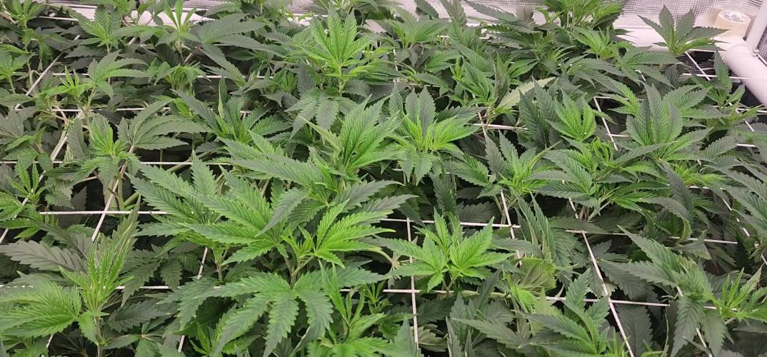 Heady OG BX1 - Mendo Dope - Fabric Pots Scrog