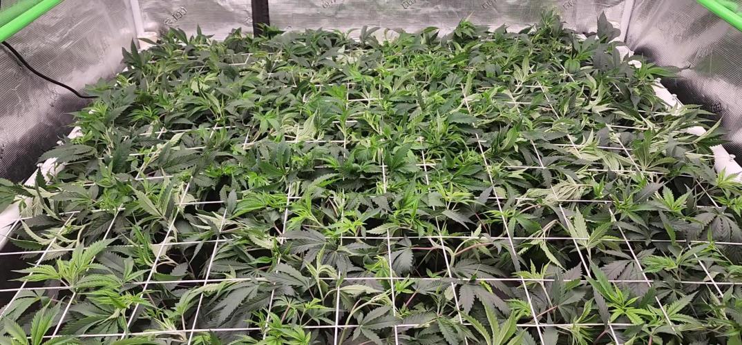 Heady OG BX1 - Mendo Dope - Fabric Pots Scrog