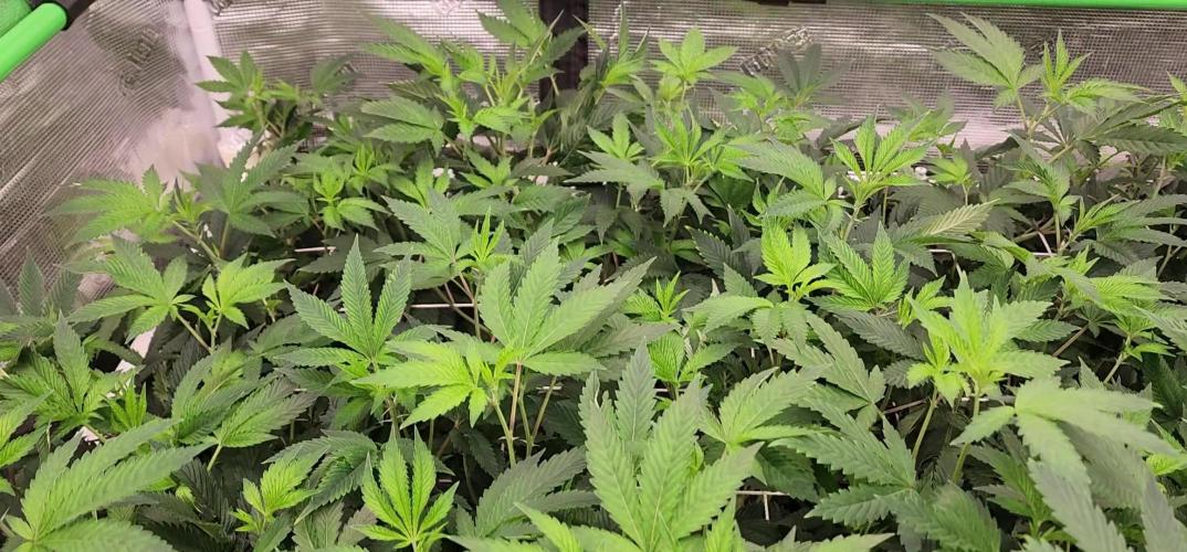 Heady OG BX1 - Mendo Dope - Fabric Pots Scrog