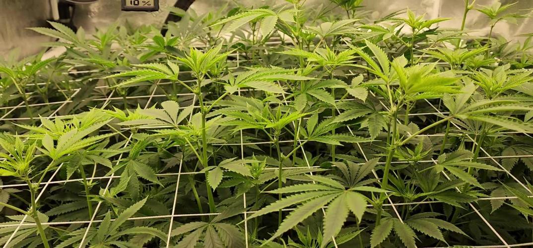 Heady OG BX1 - Mendo Dope - Fabric Pots Scrog