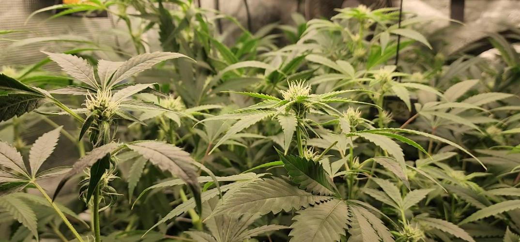 Heady OG BX1 - Mendo Dope - Fabric Pots Scrog