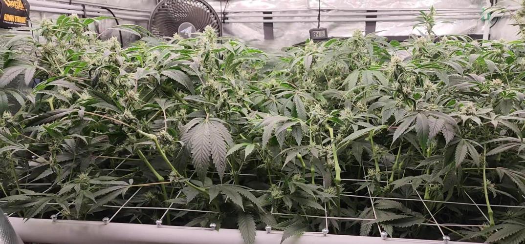 Heady OG BX1 - Mendo Dope - Fabric Pots Scrog