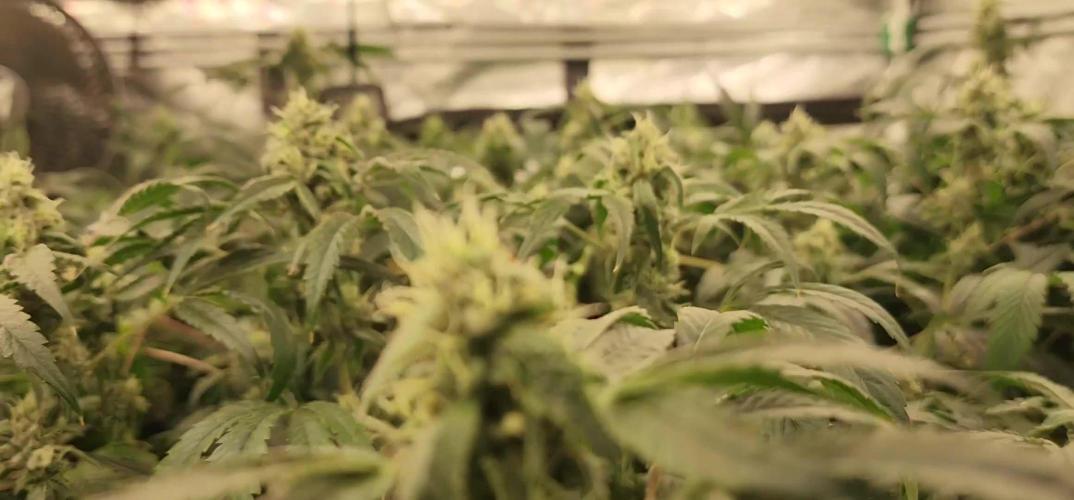 Heady OG BX1 - Mendo Dope - Fabric Pots Scrog