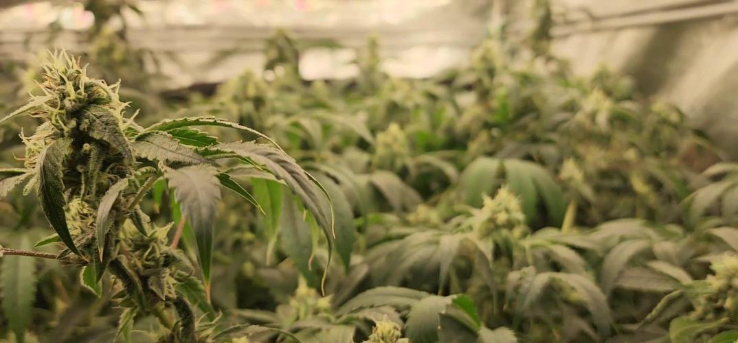 Heady OG BX1 - Mendo Dope - Fabric Pots Scrog