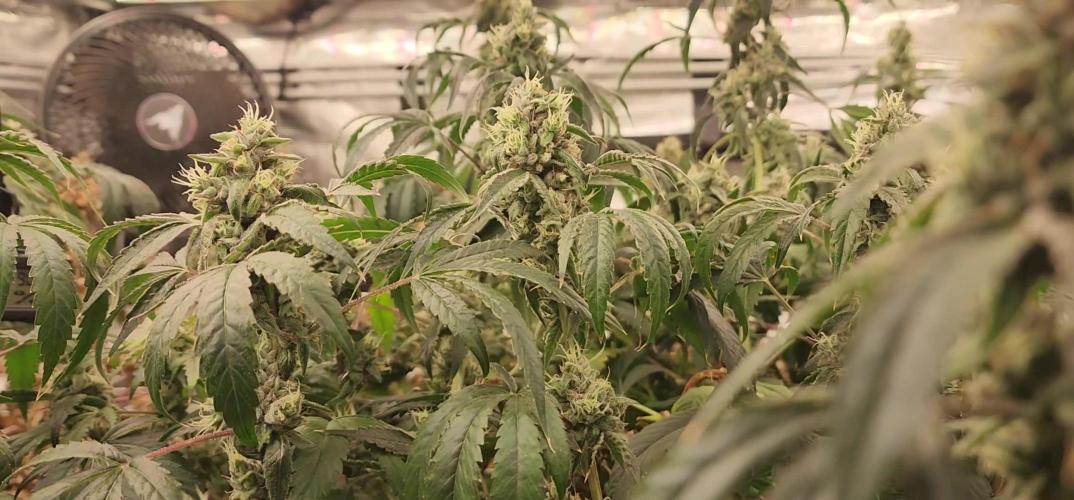 Heady OG BX1 - Mendo Dope - Fabric Pots Scrog