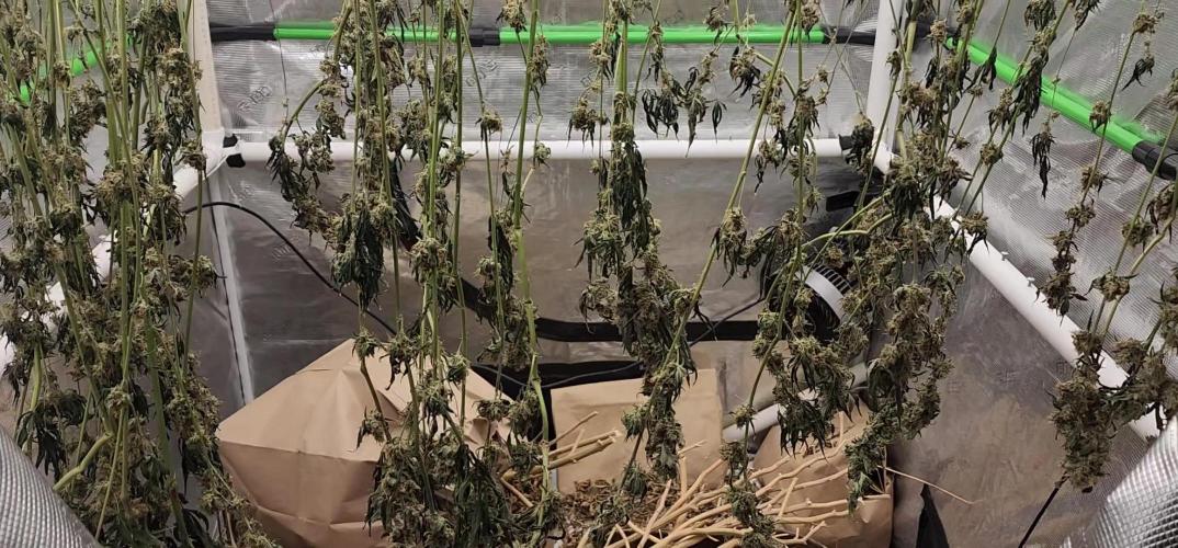 Heady OG BX1 - Mendo Dope - Fabric Pots Scrog