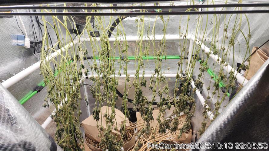 Heady OG BX1 - Mendo Dope - Fabric Pots Scrog. Week 26