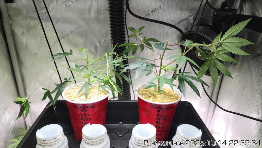 Heady OG BX1 - Mendo Dope - Fabric Pots Scrog. Week 26