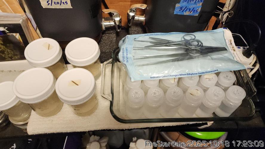 Heady OG BX1 - Mendo Dope - Fabric Pots Scrog. Week 26