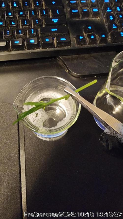 Heady OG BX1 - Mendo Dope - Fabric Pots Scrog. Week 26