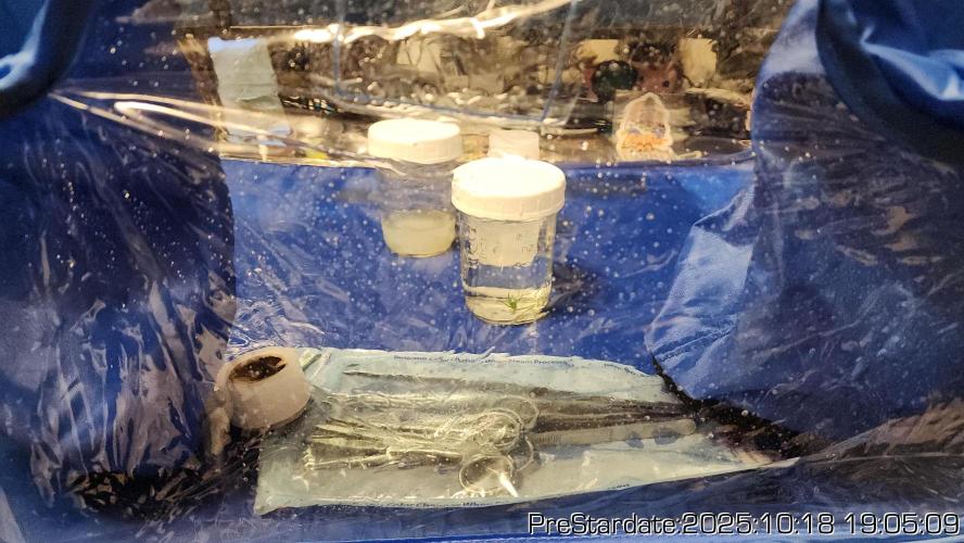 Heady OG BX1 - Mendo Dope - Fabric Pots Scrog. Week 26