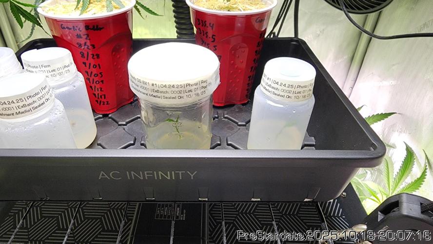 Heady OG BX1 - Mendo Dope - Fabric Pots Scrog. Week 26