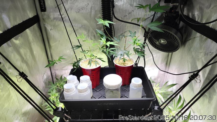 Heady OG BX1 - Mendo Dope - Fabric Pots Scrog. Week 26