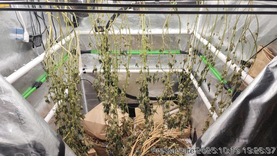 Heady OG BX1 - Mendo Dope - Fabric Pots Scrog. Week 26