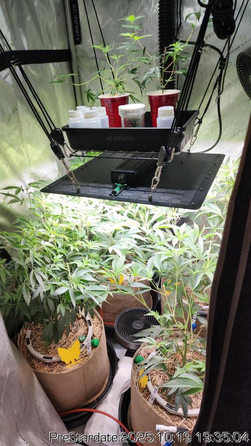 Heady OG BX1 - Mendo Dope - Fabric Pots Scrog. Week 26