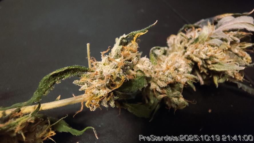 Heady OG BX1 - Mendo Dope - Fabric Pots Scrog. Week 26