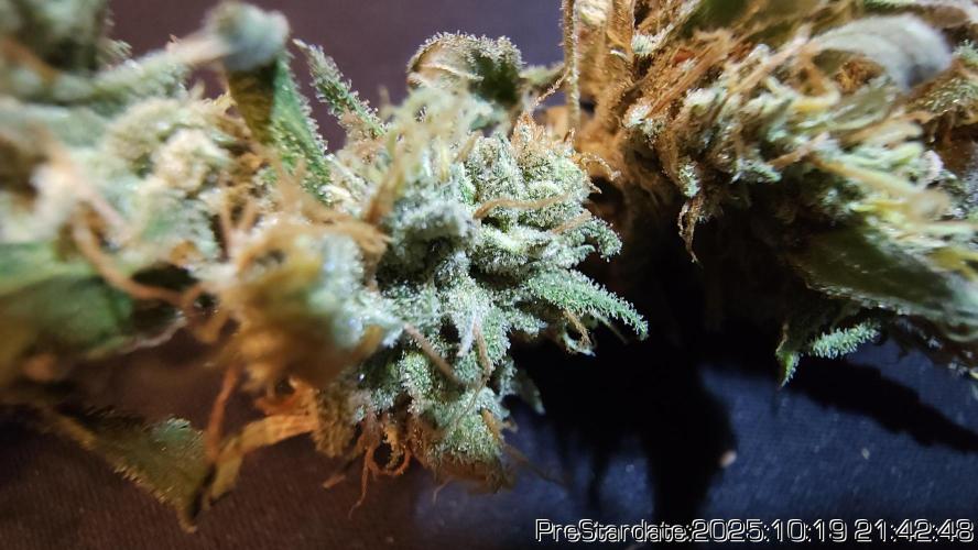 Heady OG BX1 - Mendo Dope - Fabric Pots Scrog. Week 26