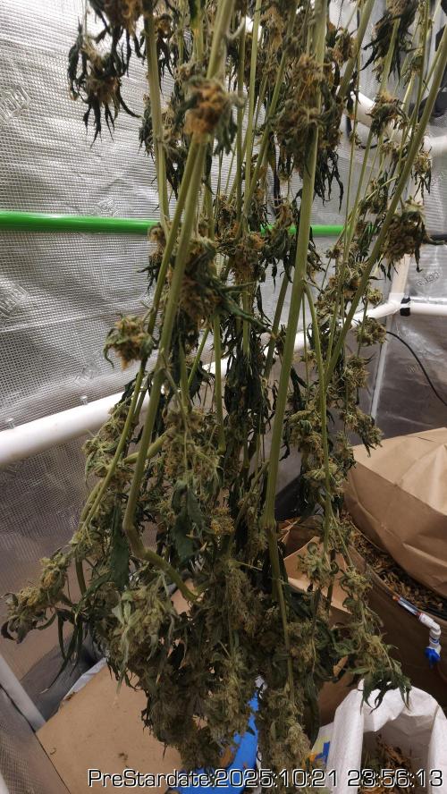 Heady OG BX1 - Mendo Dope - Fabric Pots Scrog. Week 27