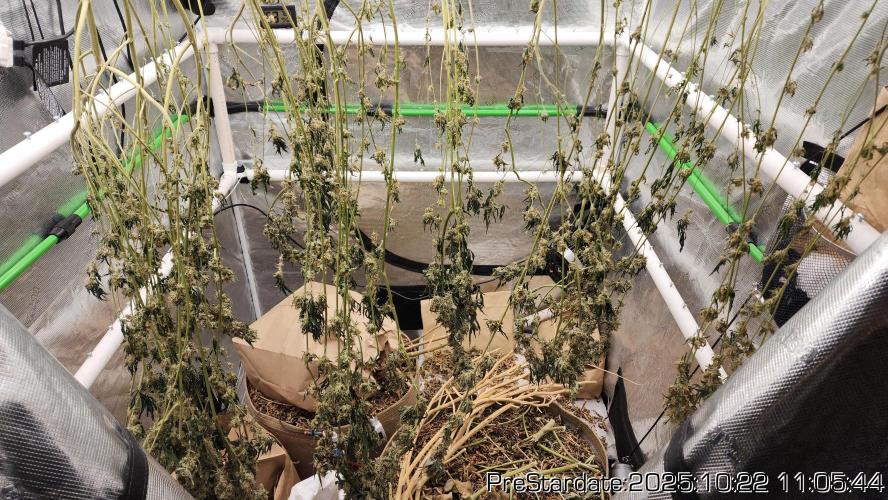 Heady OG BX1 - Mendo Dope - Fabric Pots Scrog. Week 27