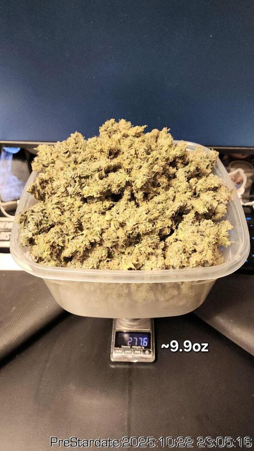 Heady OG BX1 - Mendo Dope - Fabric Pots Scrog. Week 27