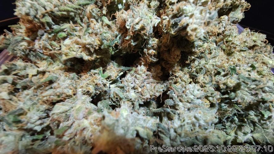 Heady OG BX1 - Mendo Dope - Fabric Pots Scrog. Week 27