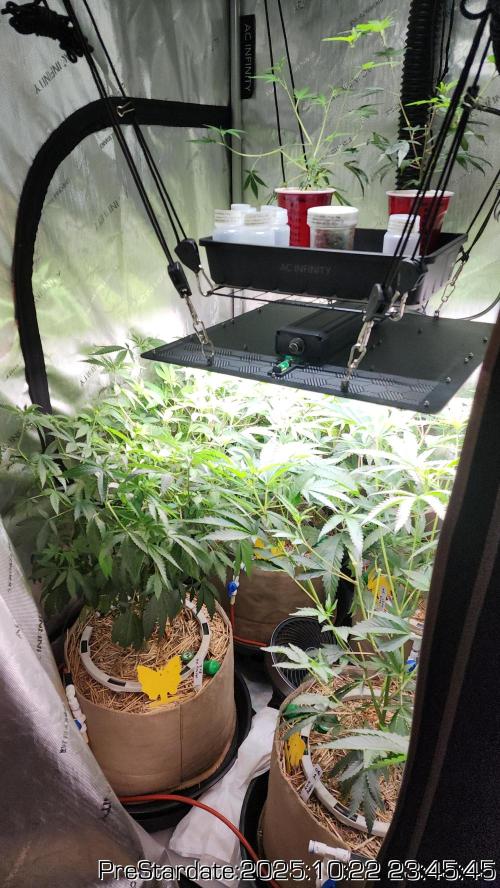 Heady OG BX1 - Mendo Dope - Fabric Pots Scrog. Week 27