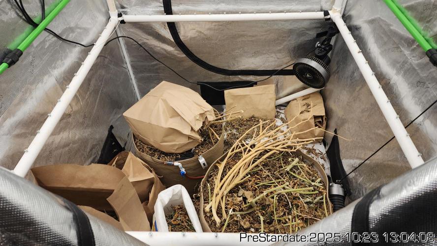 Heady OG BX1 - Mendo Dope - Fabric Pots Scrog. Week 27