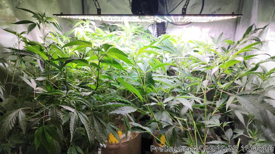 Heady OG BX1 - Mendo Dope - Fabric Pots Scrog. Week 27