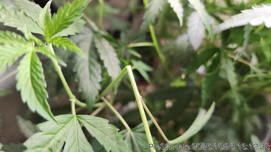 Heady OG BX1 - Mendo Dope - Fabric Pots Scrog. Week 27