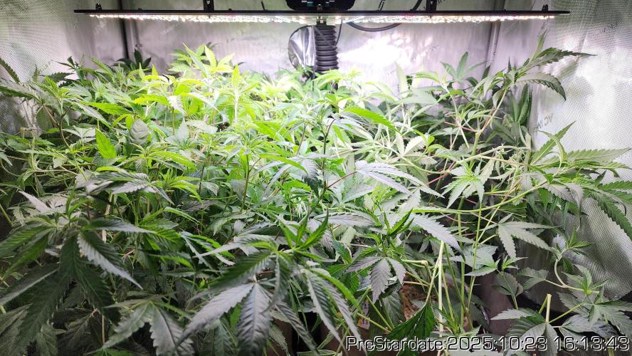 Heady OG BX1 - Mendo Dope - Fabric Pots Scrog. Week 27