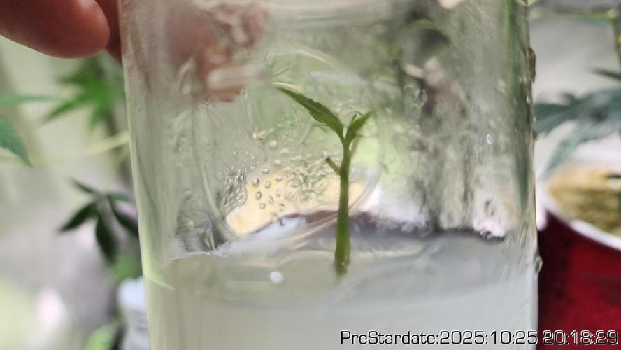 Heady OG BX1 - Mendo Dope - Fabric Pots Scrog. Week 27
